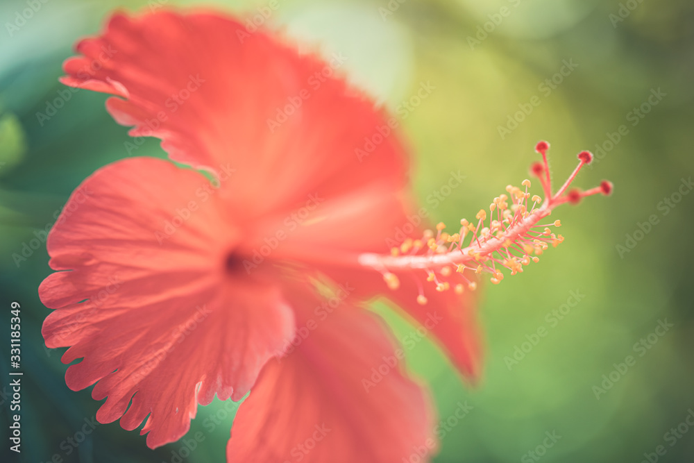 Perfect tropical nature macro background for exotic summer background. Bright red hibiscus floral backdrop flowers and soft green blur relaxing moody closeup background