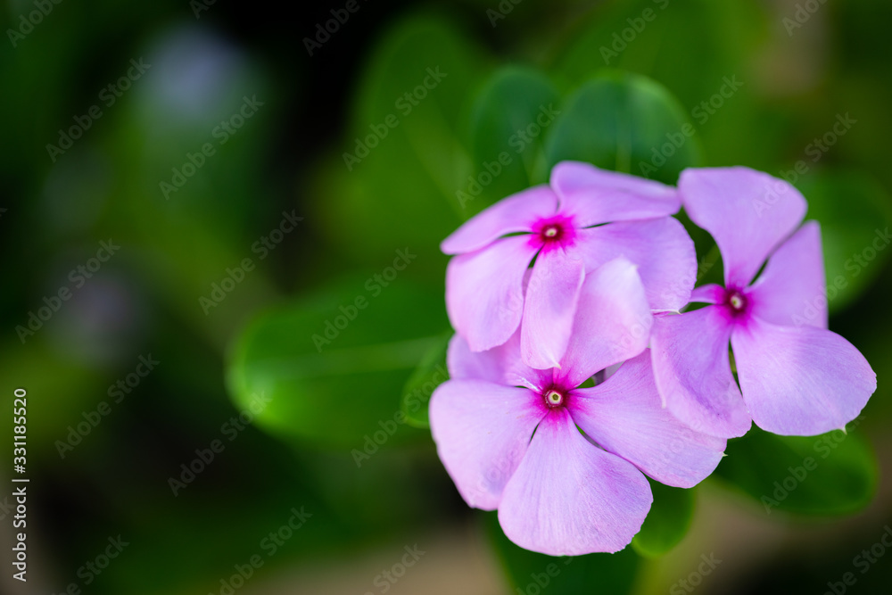 Pink purple phlox flower macro nature background. Beautiful floral backdrop, idyllic garden or park nature Pink purple phlox flower macro nature background. Beautiful floral backdrop, idyllic garden or park nature
