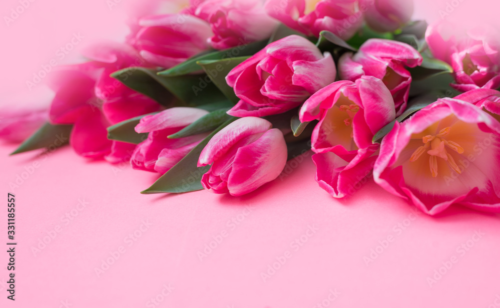 Tulips on a pink background with space for text Tulips on a pink background with space for text