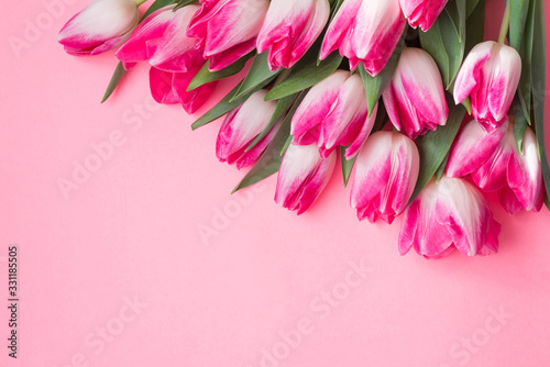 Pink tulip flower on pink background with copy space for text. Love  International Women day  Mother day and Happy Valentine day concept