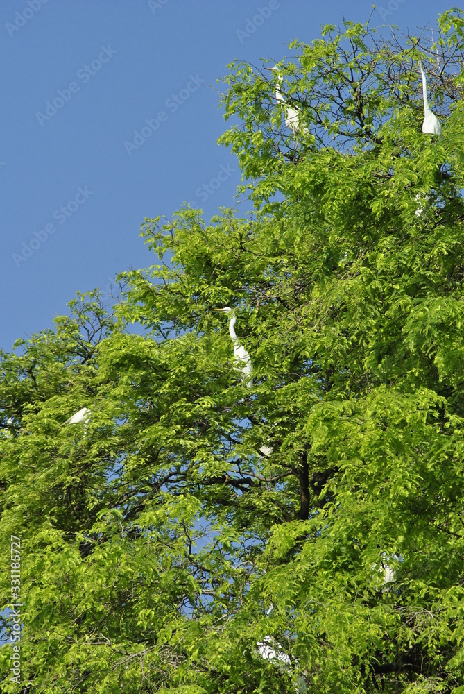 Fototapeta premium flock of herons in a tree with blue sky in the background