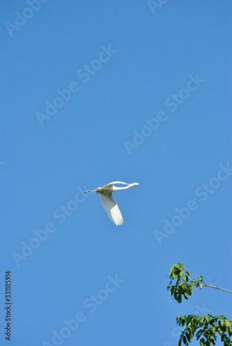 white heron flying with blue sky in the background