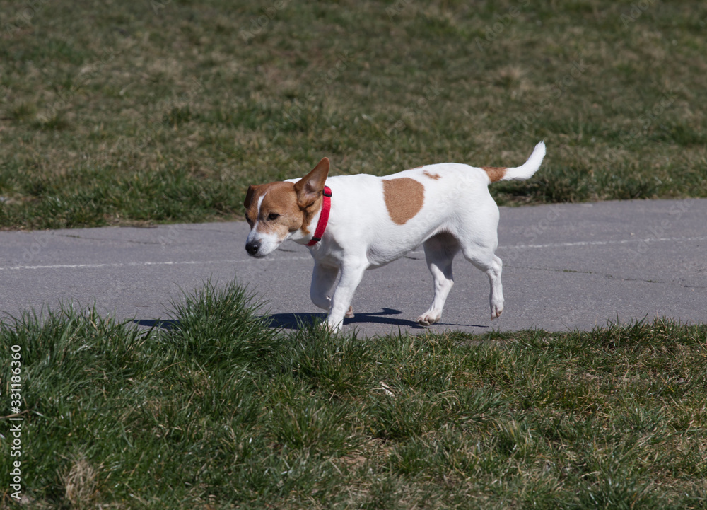 Spotted dog on a walk