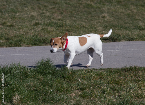 Fototapeta Naklejka Na Ścianę i Meble -  Spotted dog on a walk