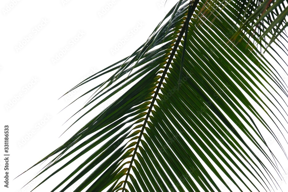 Fototapeta premium Tropical coconut leaves on white isolated background for green foliage backdrop 