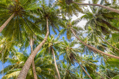 Beautiful coconut palm tree on blue sky. Tropical nature pattern