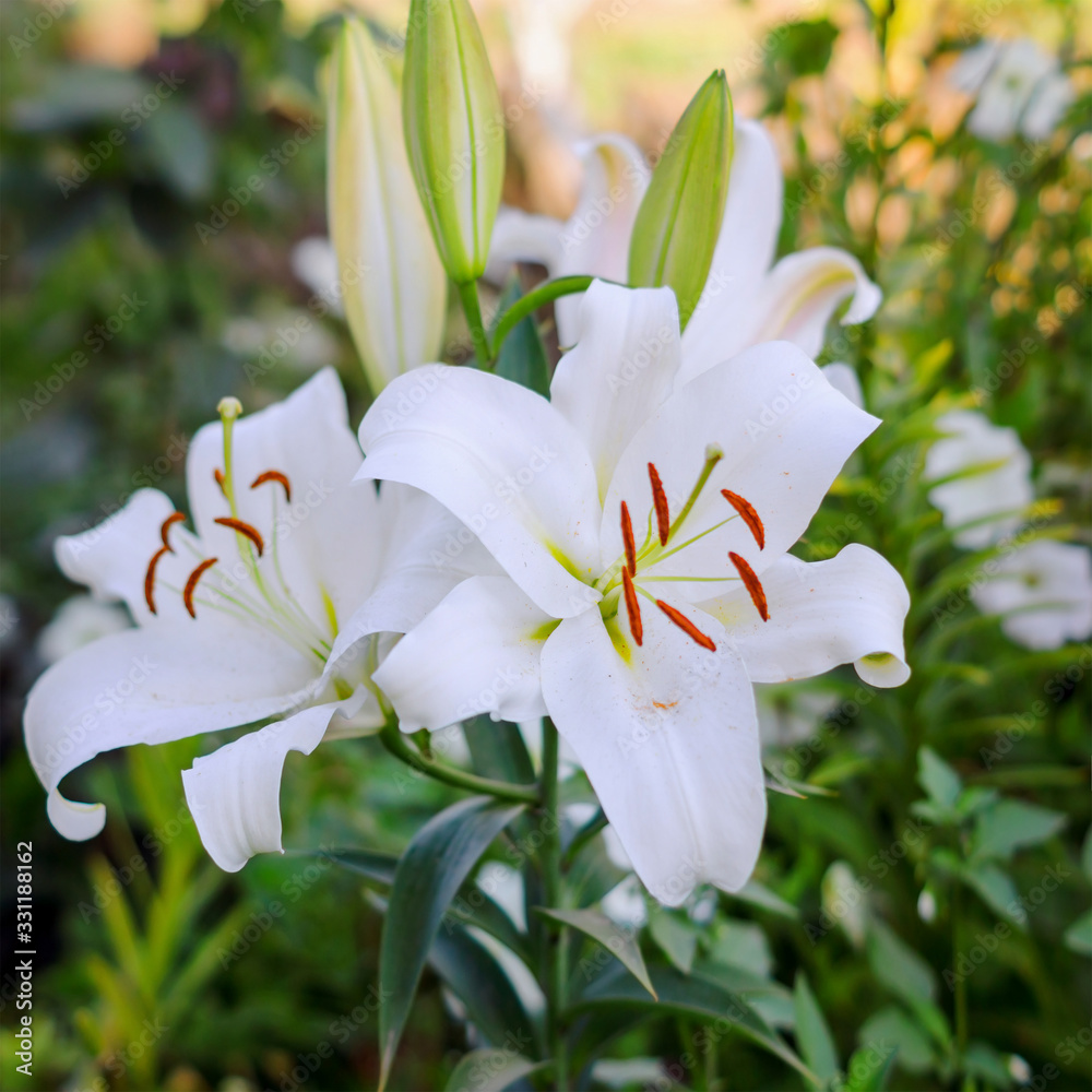 Fototapeta premium Bush of white varietal lilies, summer garden. Square frame