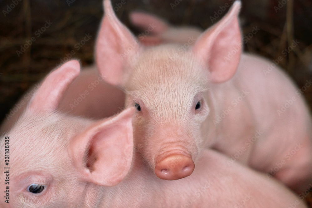 Little pink piglets lie on the hay Little pink piglets lie on the hay