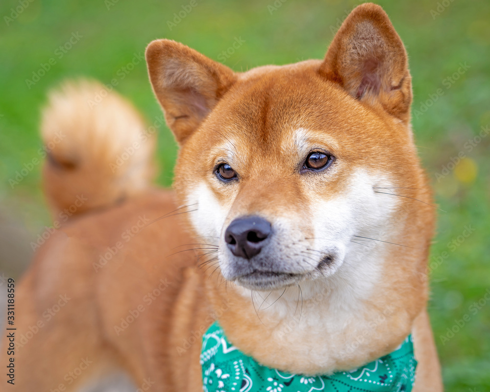 Shiba 