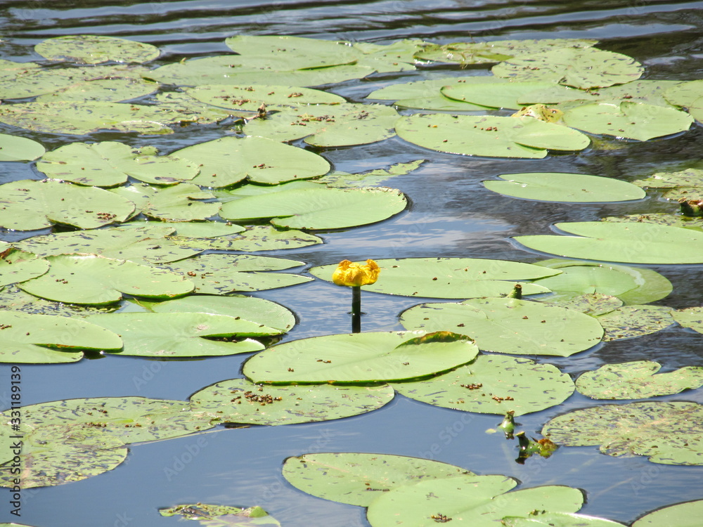 Yellow Nenuphar flower, Water Lily on a lake. Beautiful aquatic plant and flower grows in European ponds and rivers outdoor. Yellow Nenuphar flower, Water Lily on a lake. Beautiful aquatic plant and flower grows in European ponds and rivers outdoor.