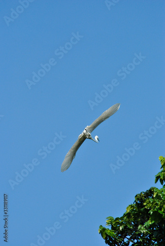 white heron flying with blue sky in the background