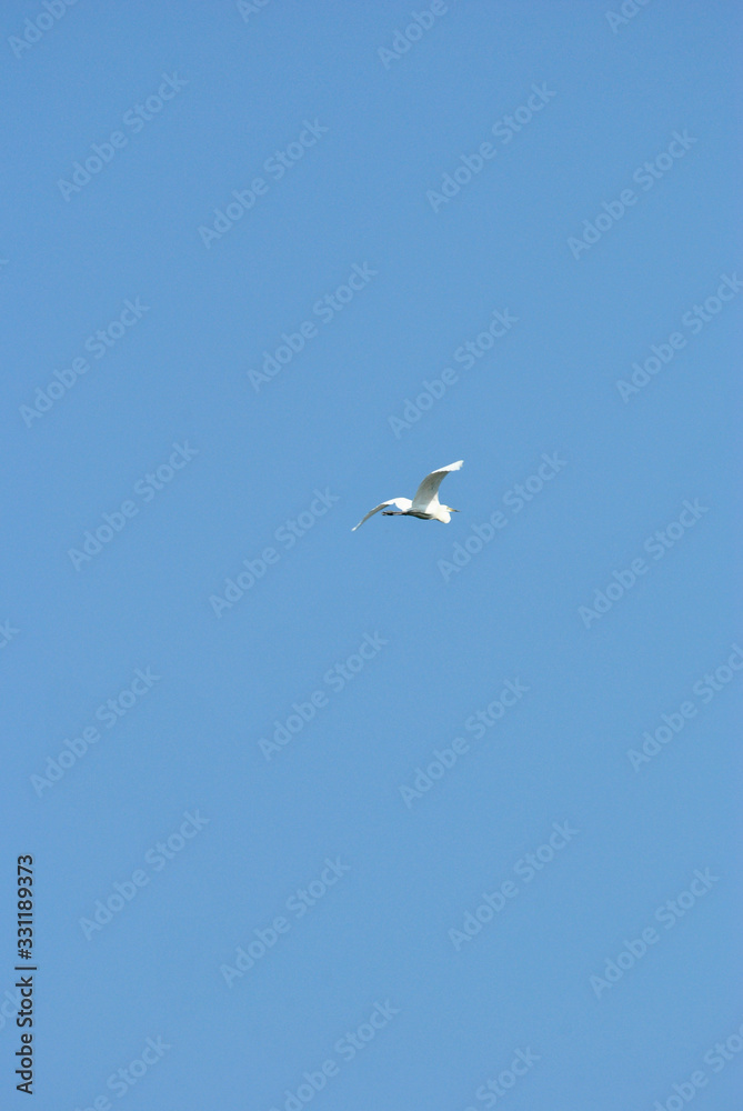 white heron flying with blue sky in the background