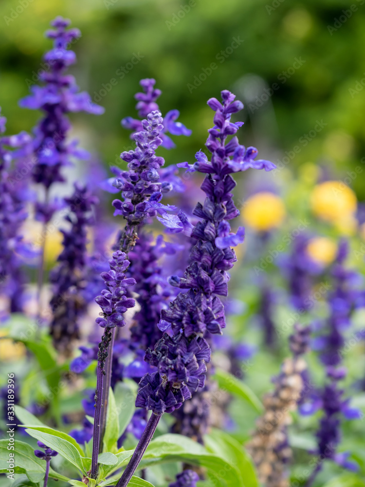 Salvia flower with blur background in the garden. Salvia flower with blur background in the garden.