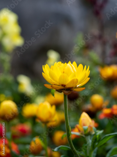 Yellow straw flower with blur background