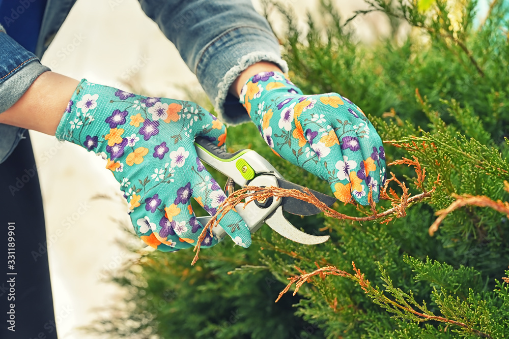 Hands in protective gloves with a garden tool trim the chiffon needles on the juniper. Spring, autumn garden work, pruning of conifers, garden care.