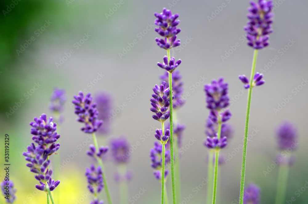 Fototapeta premium Lavandula angustifolia bunch of flowers in bloom, purple scented flowering plant
