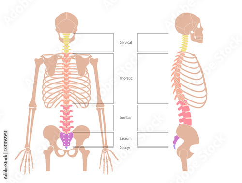 Human spine structure anatomy