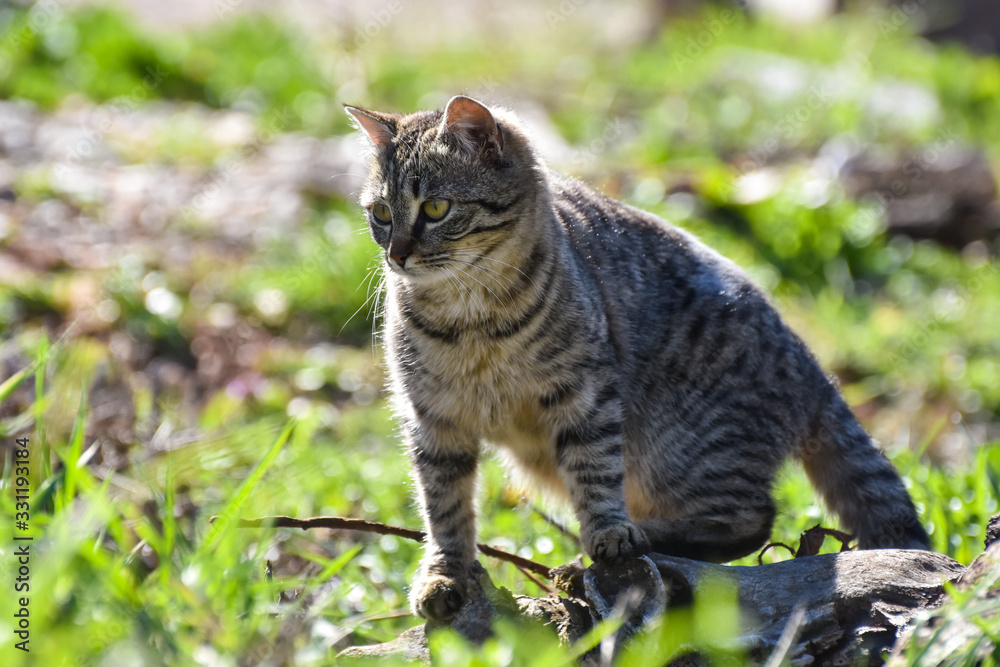 Beautiful domestic cat outside on morning sun. Cute gray cat in grass