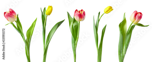 A set of tulips isolated on white background.