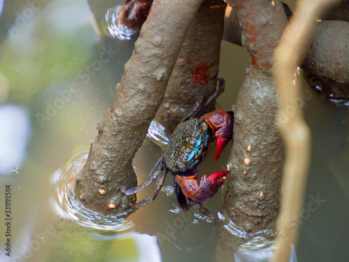 Crab Samae, Sesarma Mederi, Meder's Mangrove Crab photo
