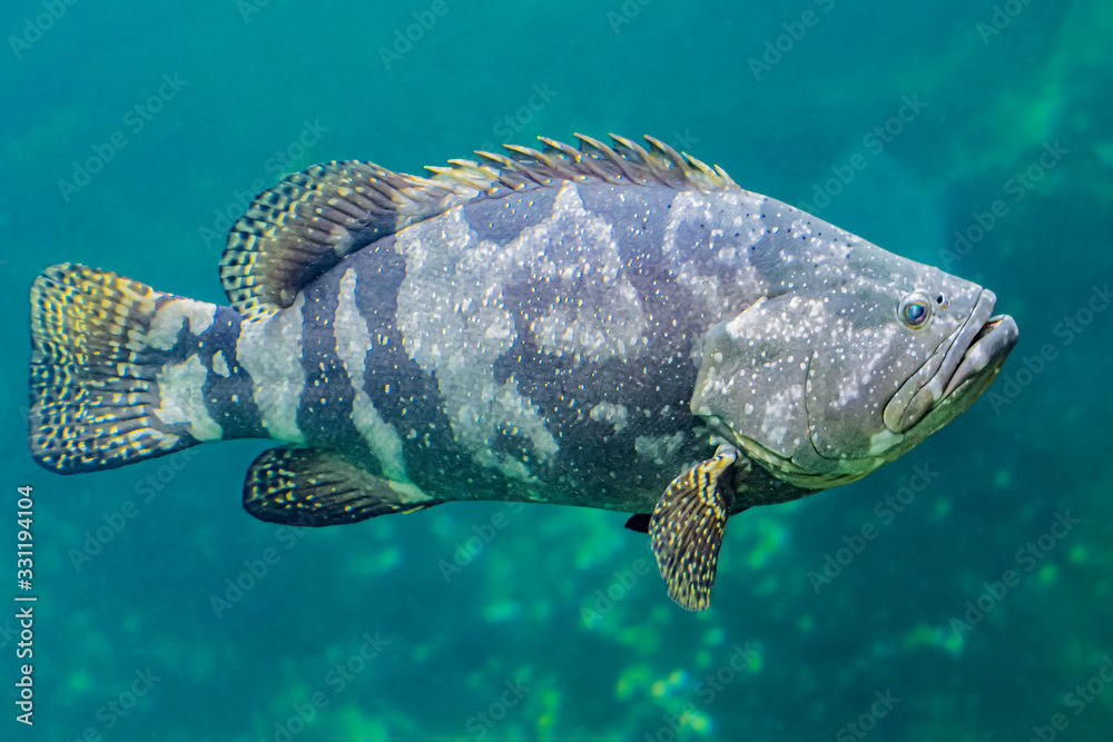 Fototapeta premium Colorful sea fish and friends, Small life from the sea became the star in aquarium