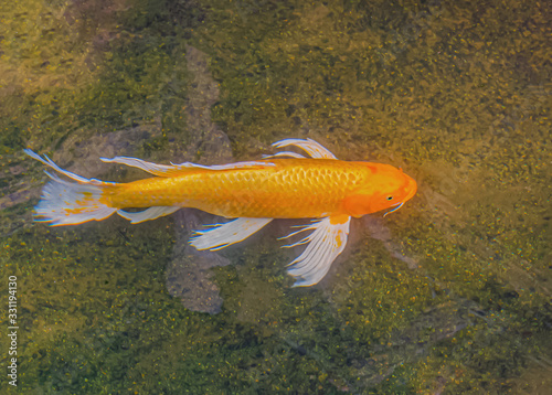 A colorful Koi fish in the pond © Teerayuth