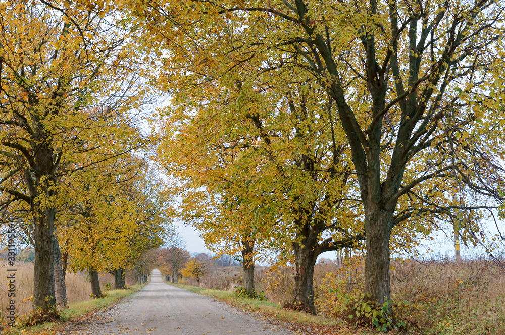 Autumn forest. Autumn in the Park. Yellow and red leaves on trees in autumn. A forest road.