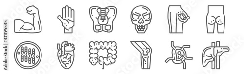 set of 12 human organ icons. outline thin line icons such as liver, knee, heart, breast, pelvis, palm