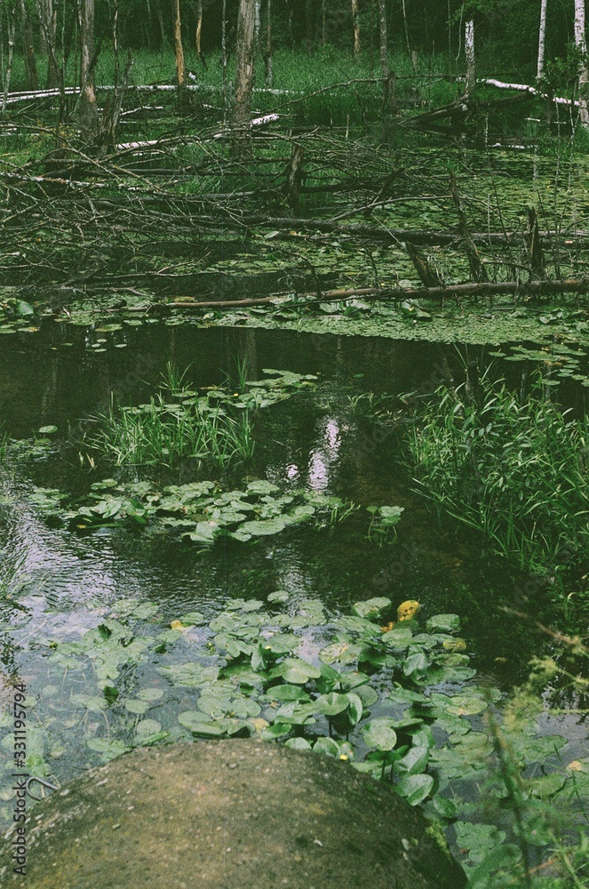 Film photography of a pond with water plants Film photography of a pond with water plants