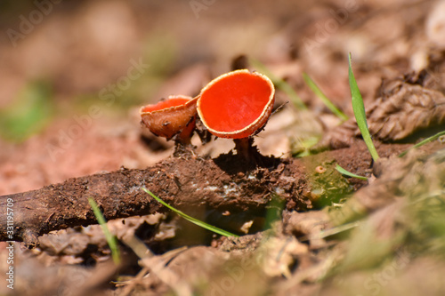 Scarlet Elf cup Mushroom (Sarcoscypha austriaca). Little red cup, first spring mushroom on rotting branch