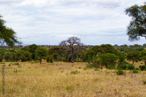 Landscape of the yellow savannah of Tarangire National Park  in Tanzania  with a baobab at the background