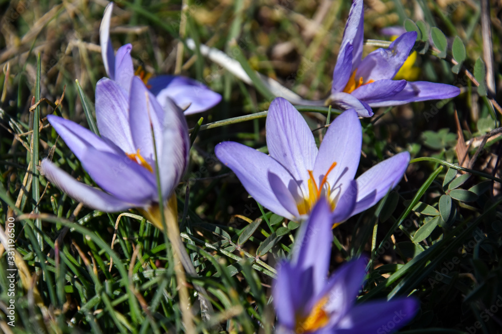Saffron, Crocus sativus, First spring flower in mountain. Purple flowers in forest in early spring Saffron, Crocus sativus, First spring flower in mountain. Purple flowers in forest in early spring