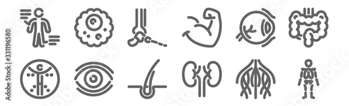 Fotografija set of 12 anatomy icons