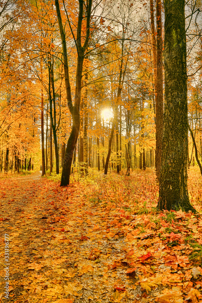dark yellow maple leaves in fall sunny forest dark yellow maple leaves in fall sunny forest
