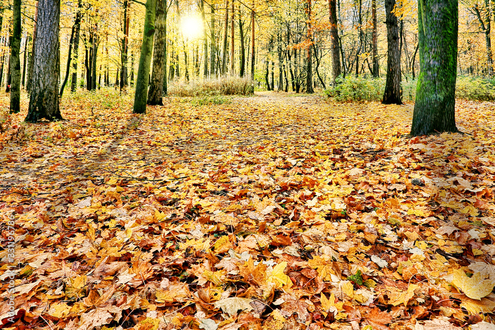 maple dark yellow leaves in autumn forest