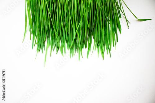 green grass for cats closeup. sprouted oats on a white background
