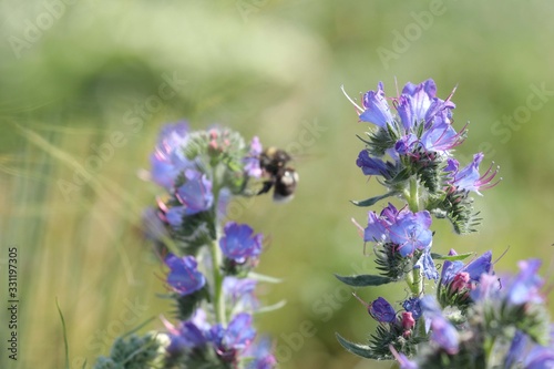 bee on flower