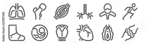 set of 12 anatomy icons. outline thin line icons such as cartilage, heart, pregnancy, vertebra, muscle, femur