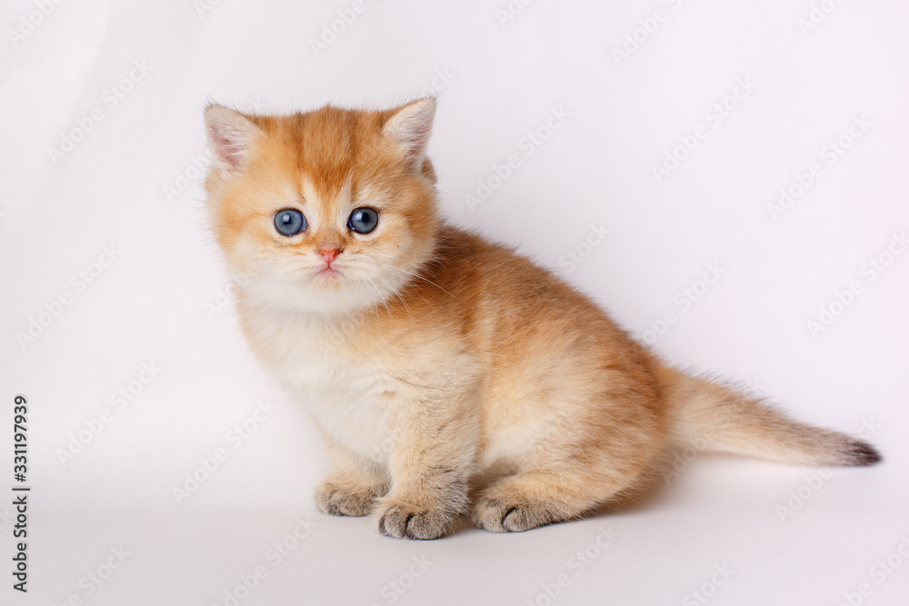 cute little red kitten on a white background, the concept of cute, funny pets