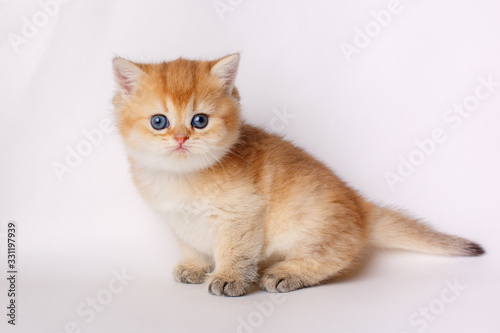 cute little red kitten on a white background, the concept of cute, funny pets