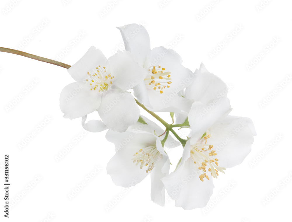 jasmine isolated branch with six large blooms jasmine isolated branch with six large blooms