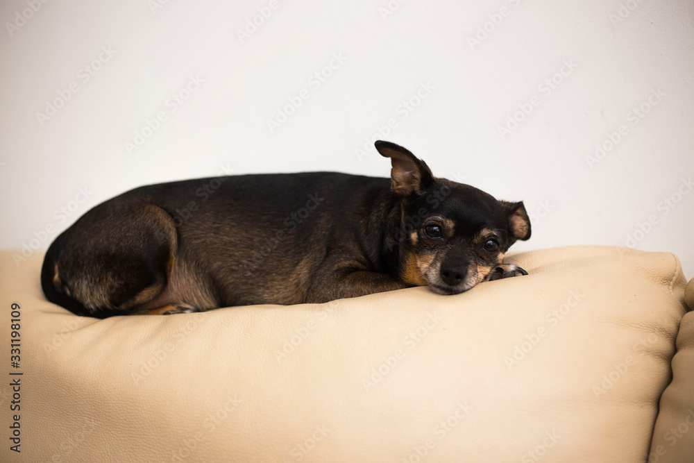 Old Toy Terrier have a rest.