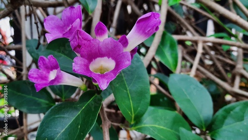 Azalea flower from tropical garden in Indonesia