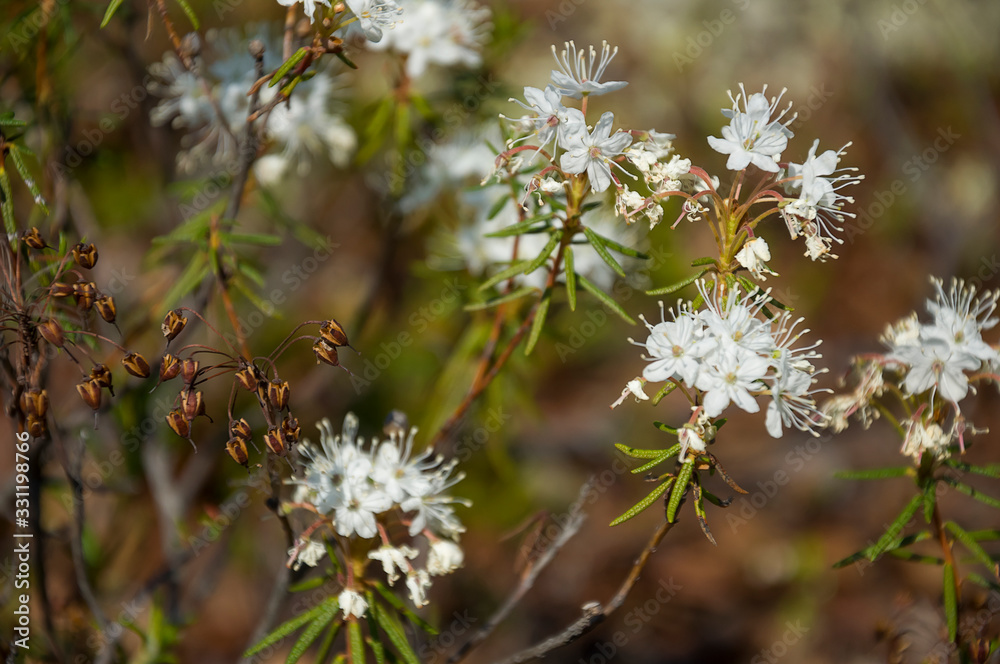 White blooming flowers of Ledum palustre in the summer forest. Purity of green wood White blooming flowers of Ledum palustre in the summer forest. Purity of green wood