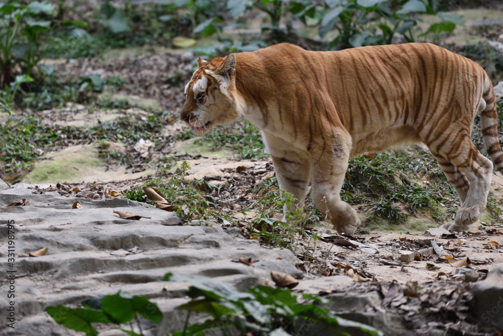 Fototapeta premium Tiger, a king of cats