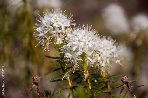 White blooming flowers of Ledum palustre in the summer forest. Purity of green wood 