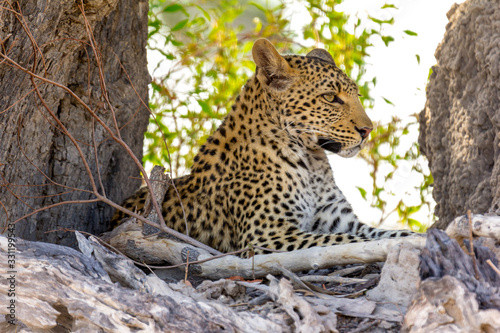 Leopard © wkbilder