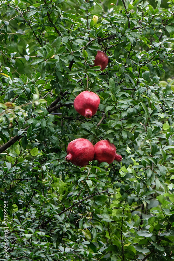 Pomegranate fruits on the tree Pomegranate fruits on the tree