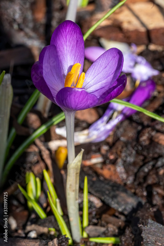 Crocus tommasiianus 'Whitewell Purple' a purple springtime flower plant