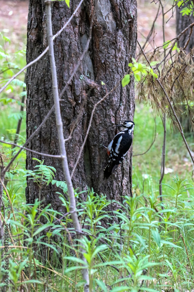 Naklejka premium Dendrocopos major. Earlier summer in the forest on the island of Yagry in Severodvinsk. A mottled woodpecker on a tree trunk